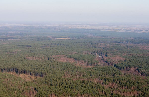 Visuomenės kviečiama teikti pastabas Nacionalinio gamtos atkūrimo plano miškų dalies priemonėms