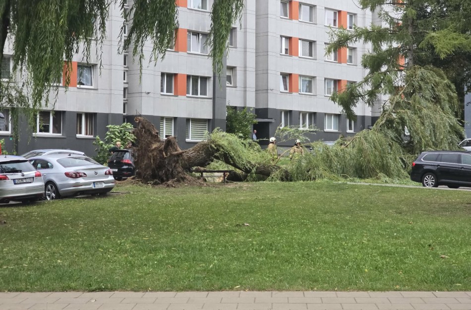 Audra Jonavoje verčia medžius: Lietavos gatvėje išvirto didžiulis gluosnis