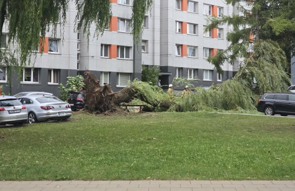 Audra Jonavoje verčia medžius: Lietavos gatvėje išvirto didžiulis gluosnis