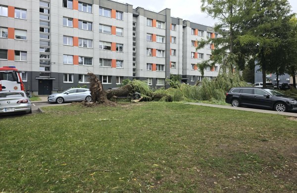 Audra Jonavoje verčia medžius: Lietavos gatvėje išvirto didžiulis gluosnis