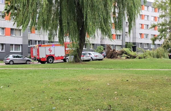 Audra Jonavoje verčia medžius: Lietavos gatvėje išvirto didžiulis gluosnis