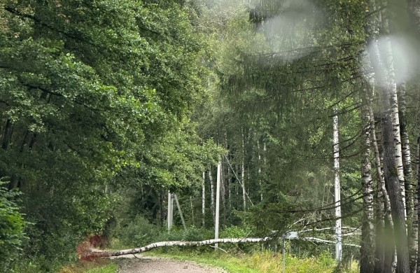 Rekordinė diena ugniagesiams gelbėtojams: dėl stipraus vėjo padarinių – apie 500 iškvietimų   