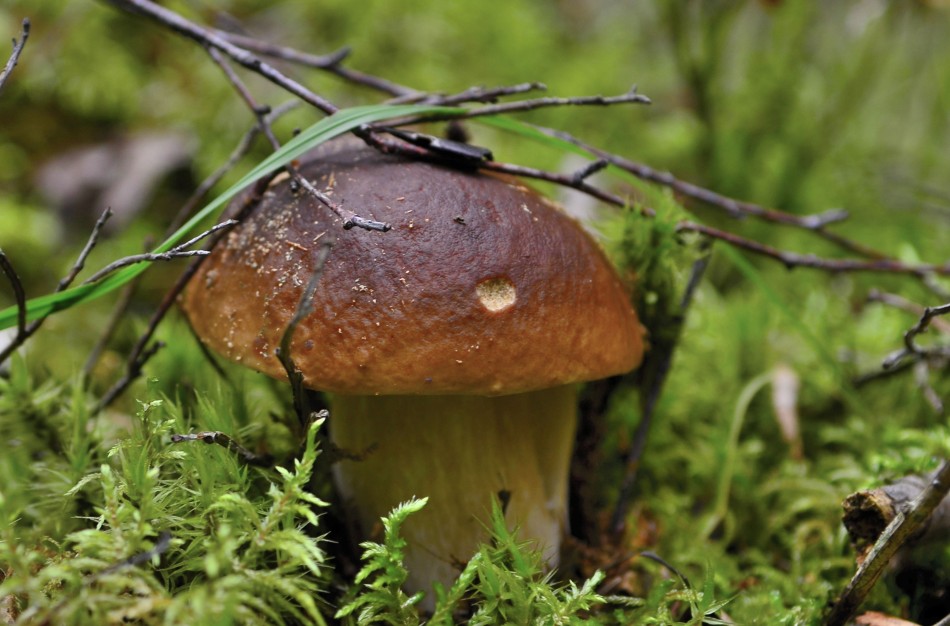 Grybų sezonas įsibėgėja: ką svarbu žinoti