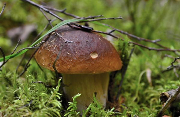 Grybų sezonas įsibėgėja: ką svarbu žinoti