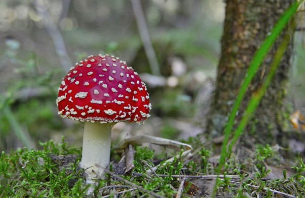 Grybų sezonas įsibėgėja: ką svarbu žinoti