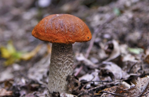 Grybų sezonas įsibėgėja: ką svarbu žinoti