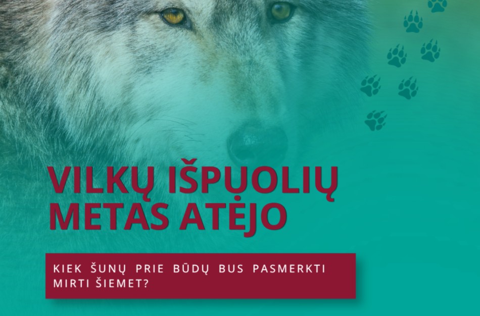 Atėjo vilkų išpuolių metas – kiek šunų prie būdų bus pasmerkti mirti šiemet? 