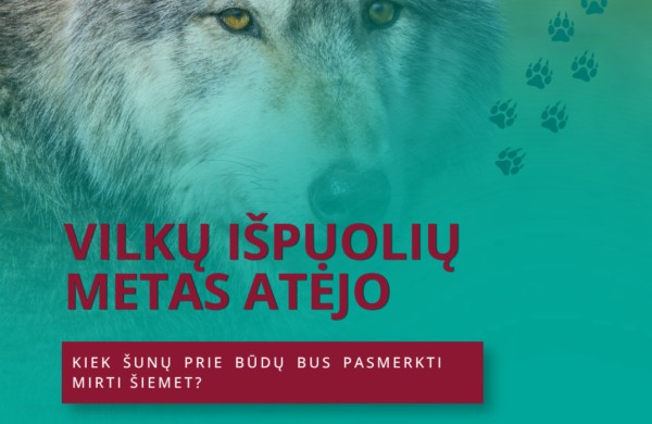 Atėjo vilkų išpuolių metas – kiek šunų prie būdų bus pasmerkti mirti šiemet?