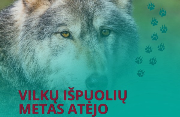 Atėjo vilkų išpuolių metas – kiek šunų prie būdų bus pasmerkti mirti šiemet? 