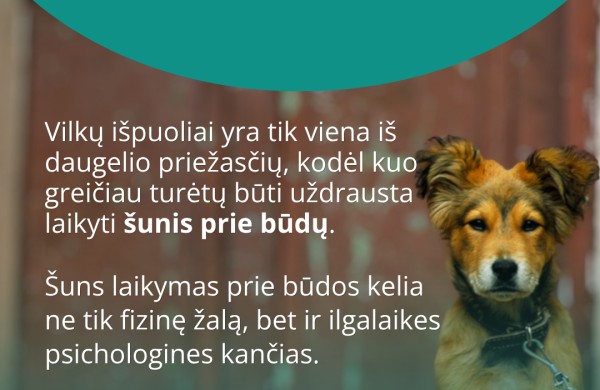 Atėjo vilkų išpuolių metas – kiek šunų prie būdų bus pasmerkti mirti šiemet? 