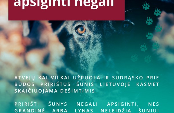 Atėjo vilkų išpuolių metas – kiek šunų prie būdų bus pasmerkti mirti šiemet? 