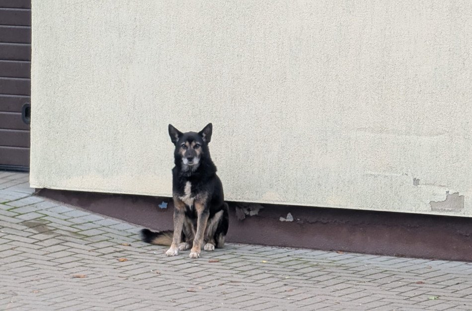 Jonavoje žmones puldinėjo šuo, tačiau BPC pranešimo policijai neperdavė - vėliau pripažino klaidą