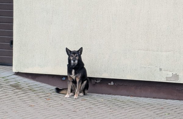 Jonavoje žmones puldinėjo šuo, tačiau BPC pranešimo policijai neperdavė - vėliau pripažino klaidą
