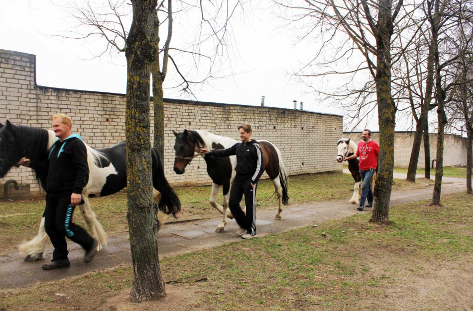Iš cirko pabėgo trys arkliai (Papildyta video)