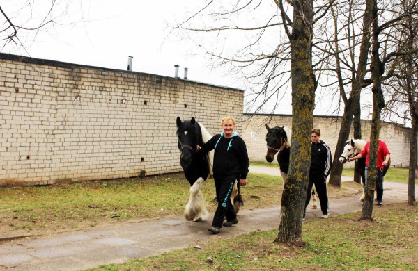 Iš cirko pabėgo trys arkliai (Papildyta video)