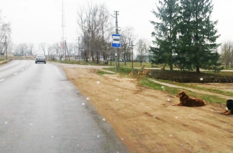  Darbininkų gatvėje dviratininkus gąsdina penki dideli šunys