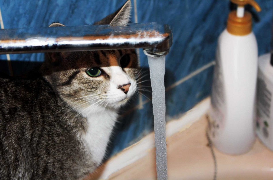 Šveicarijos gyventojai pasipiktinę įmone „Jonavos vandenys“: „Informacijos apie nutraukiamą vandens tiekimą nebūna“