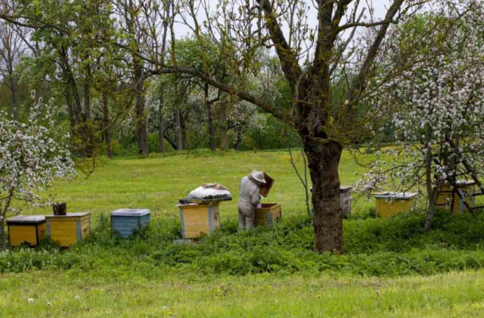 Vabzdžiai kanda ir gelia. Pasekmės ir pirmoji pagalba