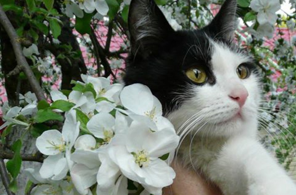 Sužalota, tačiau išgelbėta ir pasveikusi katė laukia jonaviečių pagalbos