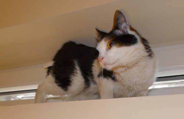 Sužalota, tačiau išgelbėta ir pasveikusi katė laukia jonaviečių pagalbos