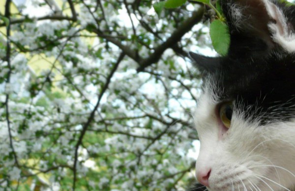 Sužalota, tačiau išgelbėta ir pasveikusi katė laukia jonaviečių pagalbos