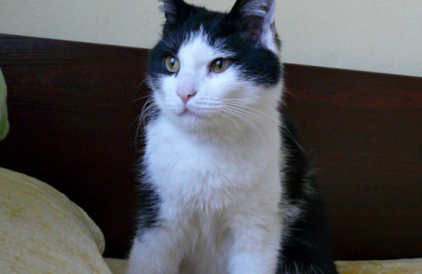 Sužalota, tačiau išgelbėta ir pasveikusi katė laukia jonaviečių pagalbos