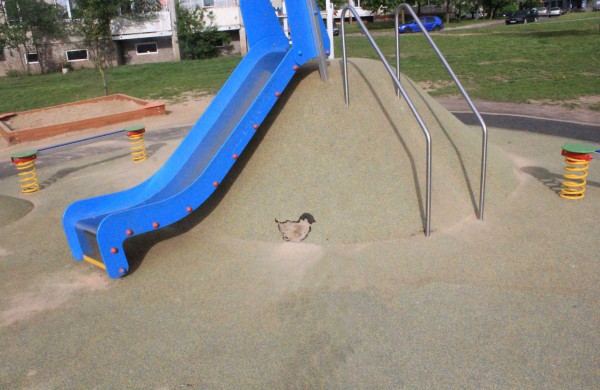 Nuostoliai dėl suniokotų batutų – 1400 eurų