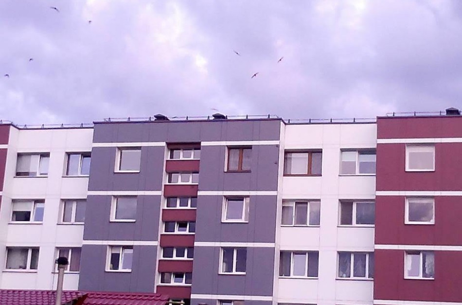 Renovavo namą – atėmė paukščių namus