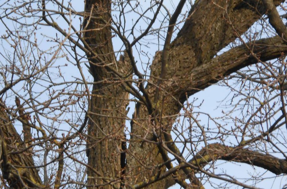 Ar ąžuolas kelia pavojų?