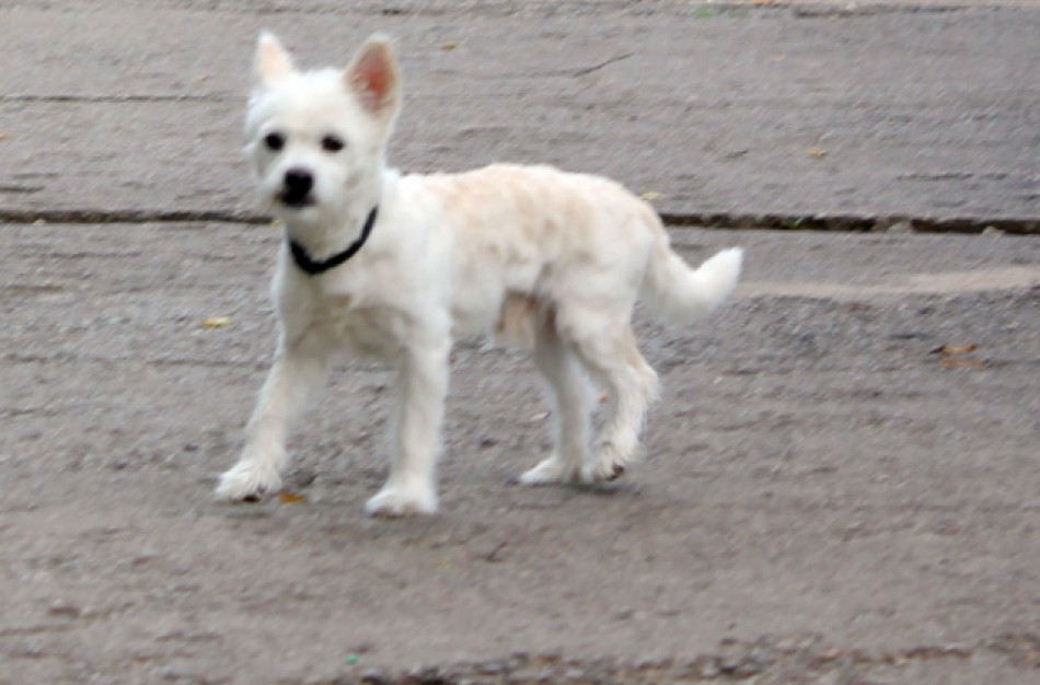 Apsaugos darbuotojas su šunimi “kovojo” papurkšdamas dujų