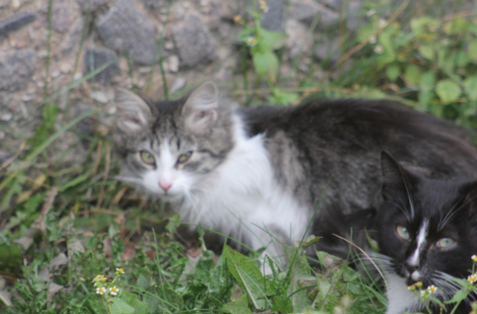 Jonaviečiai gelbėjo medyje įstrigusį katiną