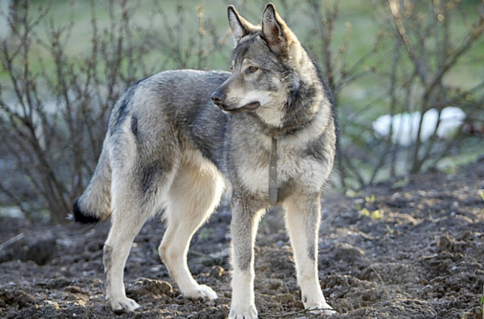 Šveicarijoje – palaidi šunys