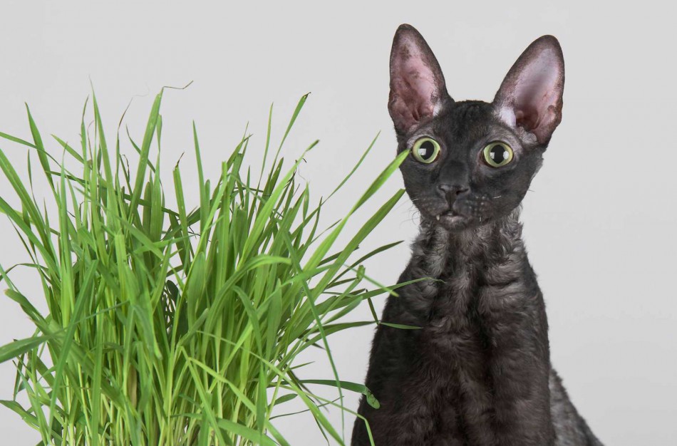 Jonaviečių namuose augantys katinai panašūs į šunis