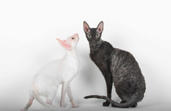 Jonaviečių namuose augantys katinai panašūs į šunis