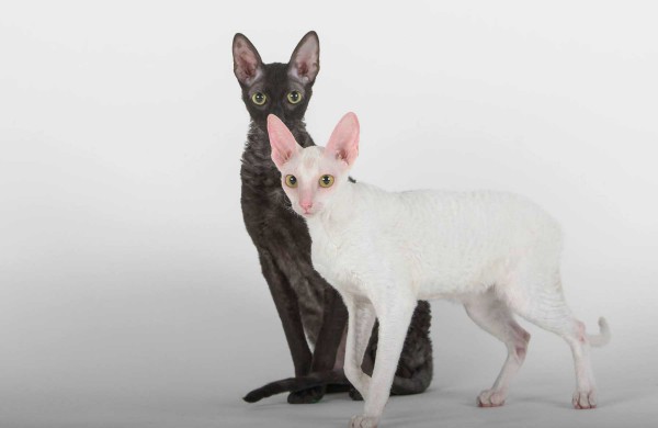 Jonaviečių namuose augantys katinai panašūs į šunis