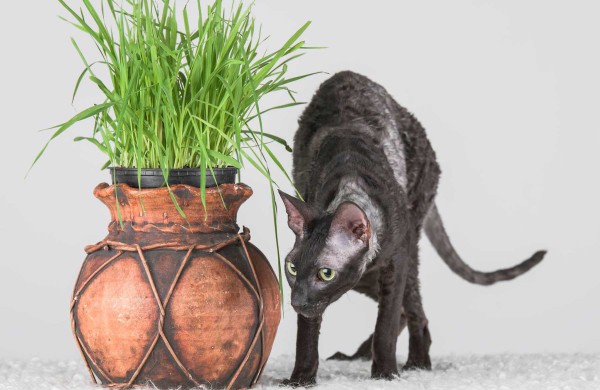 Jonaviečių namuose augantys katinai panašūs į šunis