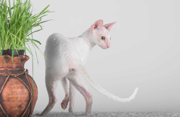 Jonaviečių namuose augantys katinai panašūs į šunis