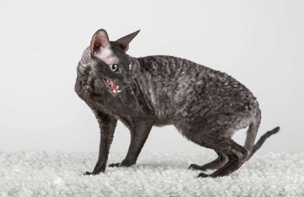 Jonaviečių namuose augantys katinai panašūs į šunis