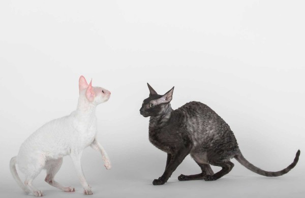 Jonaviečių namuose augantys katinai panašūs į šunis