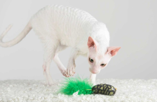 Jonaviečių namuose augantys katinai panašūs į šunis