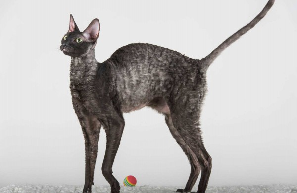 Jonaviečių namuose augantys katinai panašūs į šunis