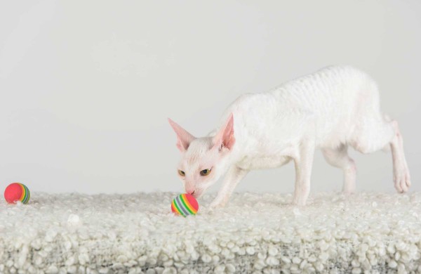 Jonaviečių namuose augantys katinai panašūs į šunis