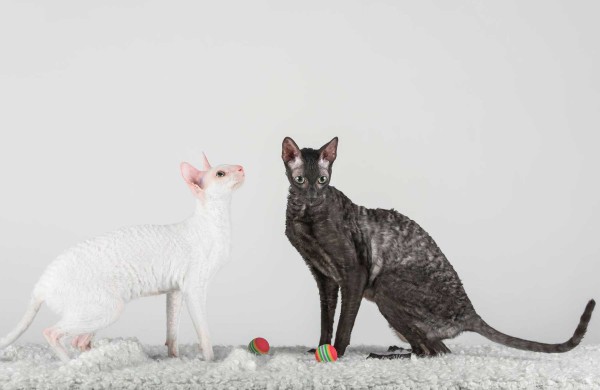 Jonaviečių namuose augantys katinai panašūs į šunis