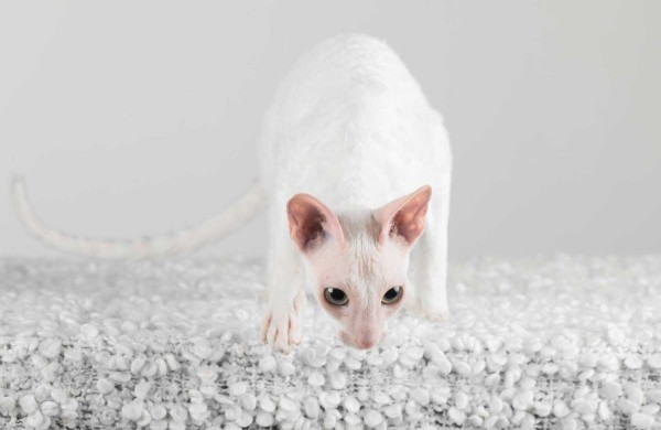 Jonaviečių namuose augantys katinai panašūs į šunis