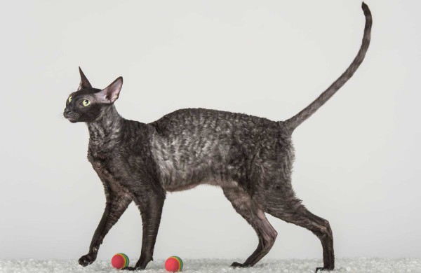 Jonaviečių namuose augantys katinai panašūs į šunis