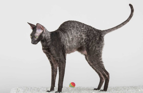 Jonaviečių namuose augantys katinai panašūs į šunis