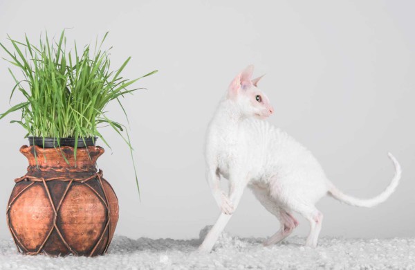 Jonaviečių namuose augantys katinai panašūs į šunis