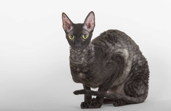 Jonaviečių namuose augantys katinai panašūs į šunis