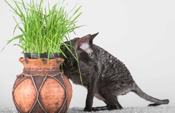 Jonaviečių namuose augantys katinai panašūs į šunis