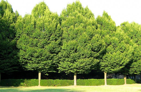 Naujasis Jonažolių skveras pražys spalvingais augalais, bus sukurtos erdvės ir poilsiui